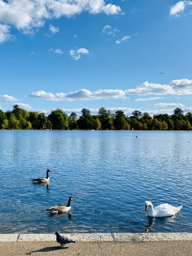 🇬🇧 倫敦最多天鵝的公園 🦢