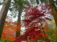 高尾山紅葉-寺廟、鳥居與紅葉融合，形成美麗的風景畫