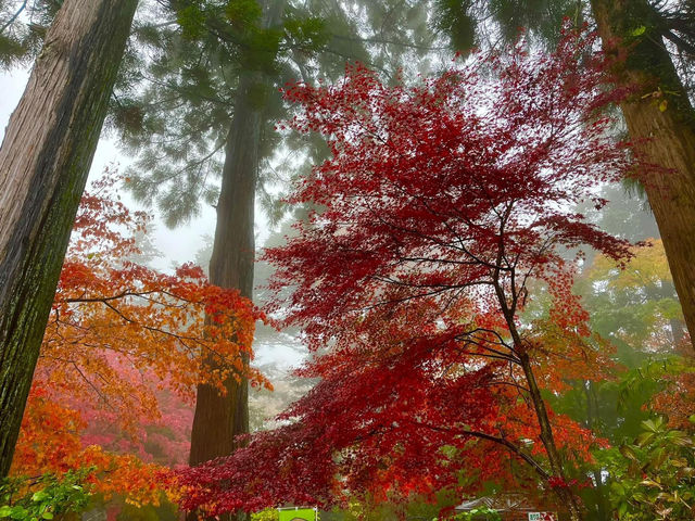 高尾山紅葉-寺廟、鳥居與紅葉融合，形成美麗的風景畫