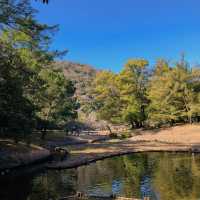 旭山三浦庭園：小橋流水中的日式幽靜 🌸🏞️