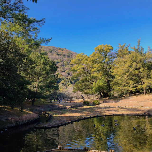旭山三浦庭園：小橋流水中的日式幽靜 🌸🏞️