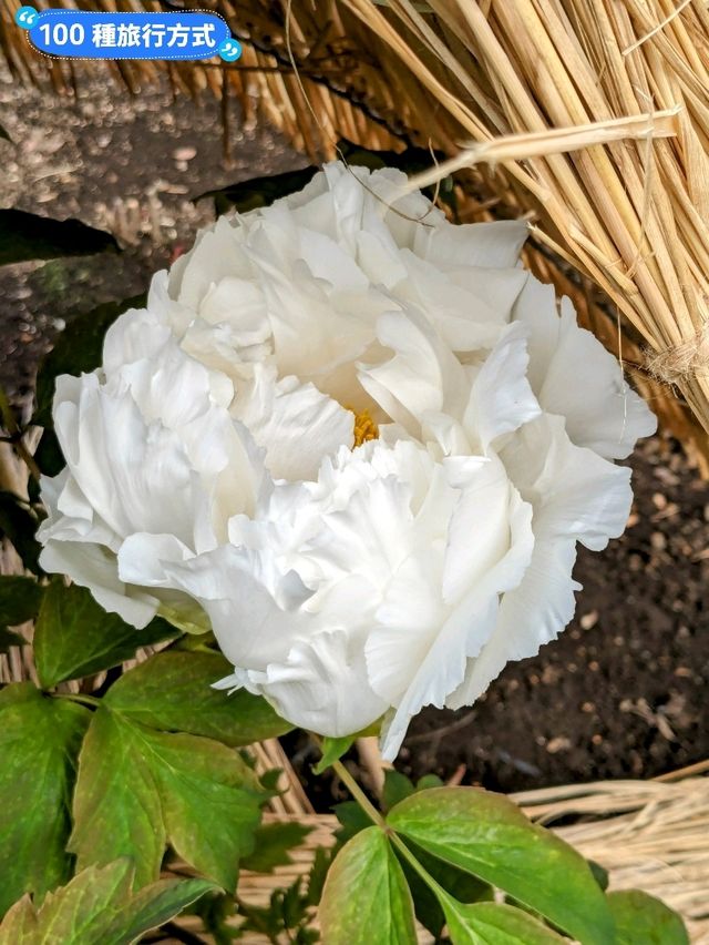 東京賞牡丹花的好去處-上野東照宮牡丹苑