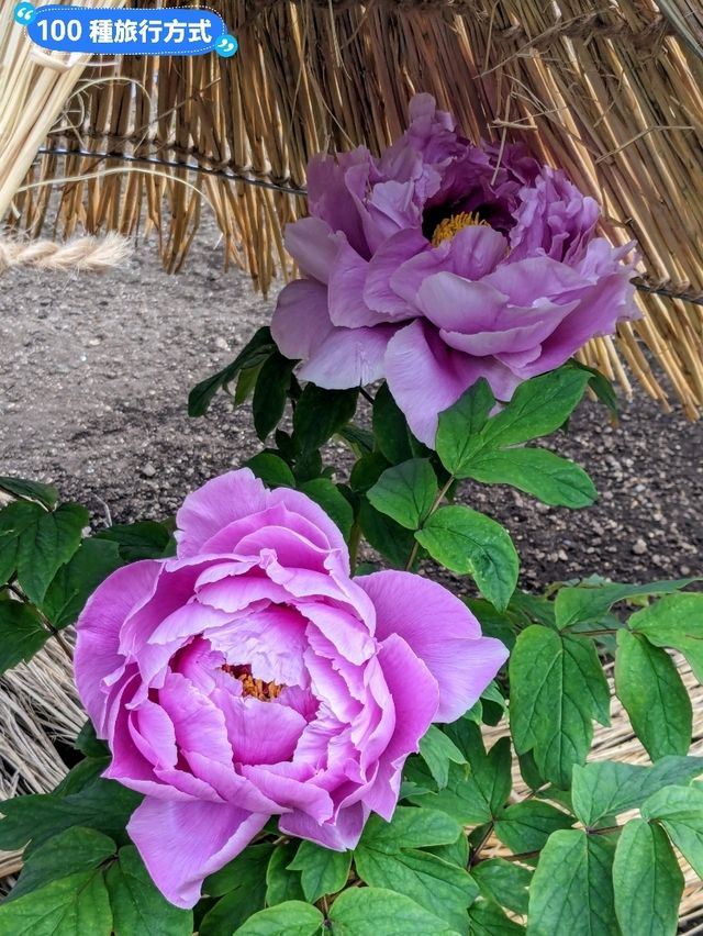 東京賞牡丹花的好去處-上野東照宮牡丹苑