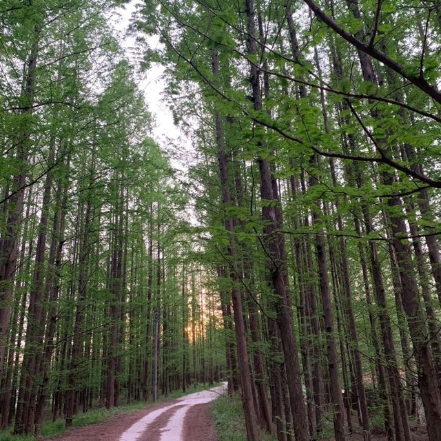 고즈넉한 분위기의 이천 메타세쿼이아 길 🌳💚