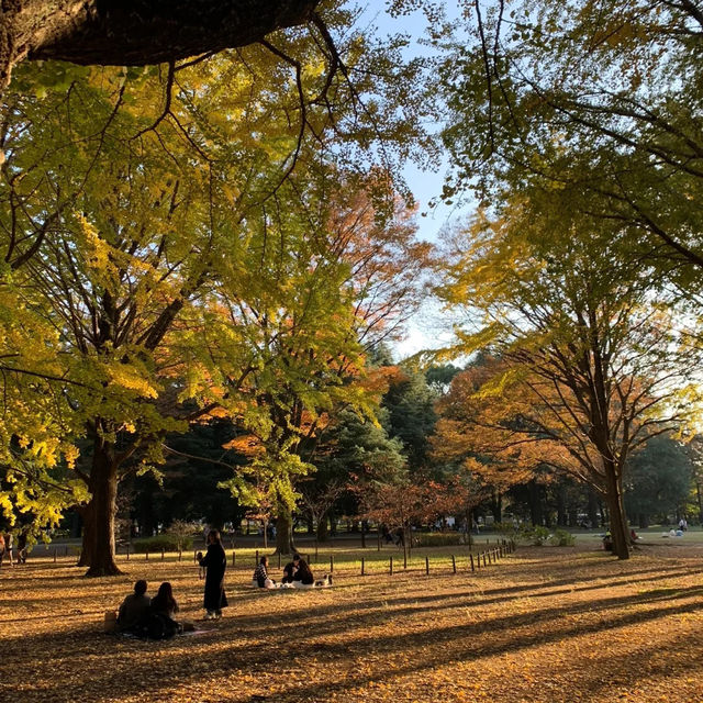 東京景點：東京代代木公園，鬧中取靜的綠色天地