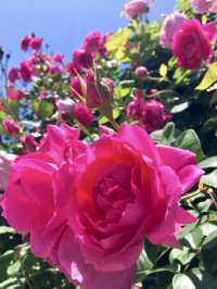 【大分】素敵なご夫婦が育てる丹精込めたバラ園🌹