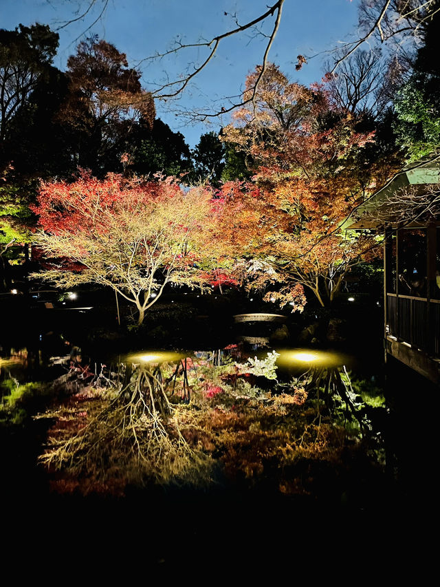 【東京の紅葉スポット🍁】池の水面に映り込む逆さ紅葉の絶景