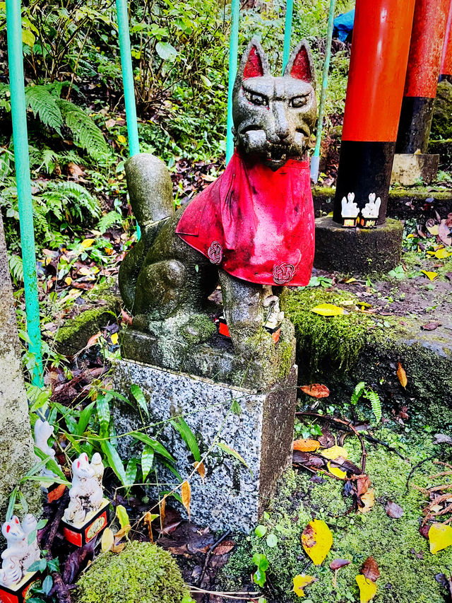 【神奈川県/鎌倉　白狐の置物がたくさん並ぶ神秘的な場所『佐助稲荷神社』】