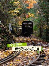 長野観光🥰🚂赤沢森林鉄道🚂素敵な紅葉を愛でながら癒される旅🍁