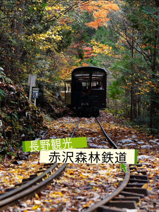 長野観光🥰🚂赤沢森林鉄道🚂素敵な紅葉を愛でながら癒される旅🍁