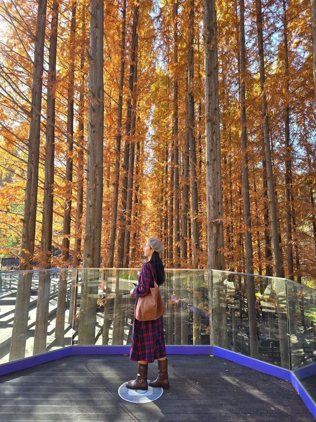 메타세콰이어숲길이 아름다운 청남대🍁