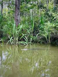 ［紐奧良旅遊］New Orleans Swamp Tour-尋找野生鱷魚🐊