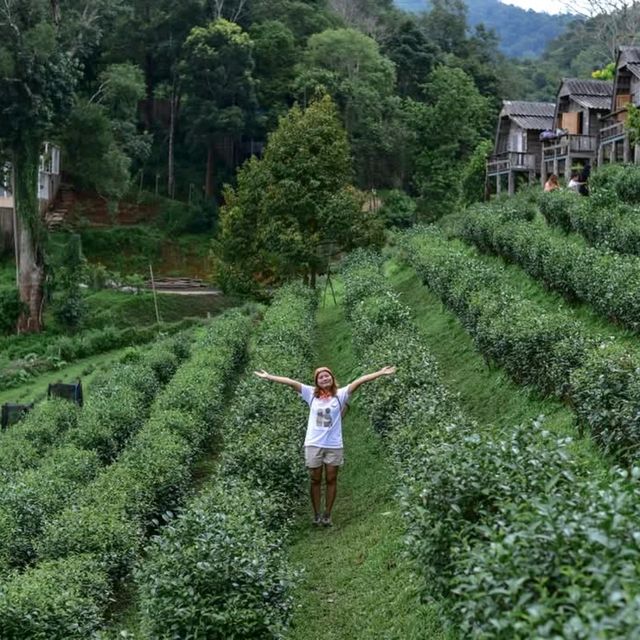 ไร่ชาลุงเดช