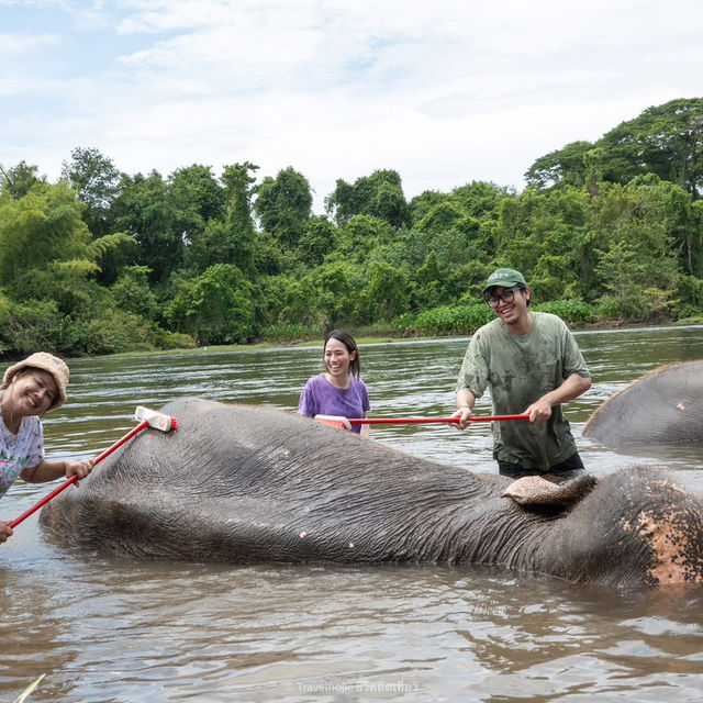 อาบน้ำน้องช้างที่ Elephants World 