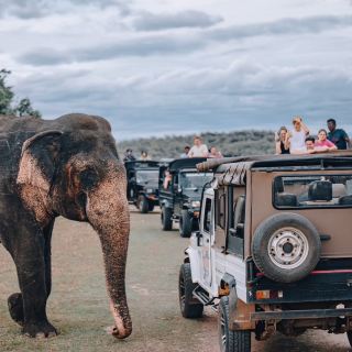 My First Close Encounter with Elephants at Minerriya National Park, Sri Lanka