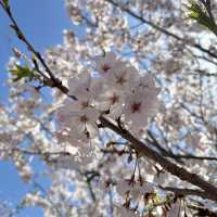 🇰🇷Jinhae : Cherry Blossom Festival🌸 (01.Apr.202