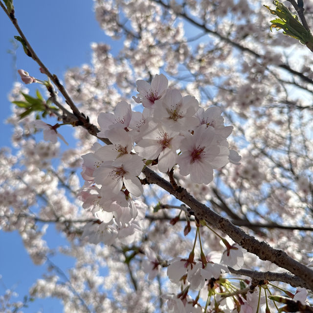 🇰🇷Jinhae : Cherry Blossom Festival🌸 (01.Apr.202