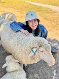 🐑 ม่อนแกะเขาค้อ