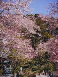 【春の奈良長谷寺】奈良の桜おすすめスポット