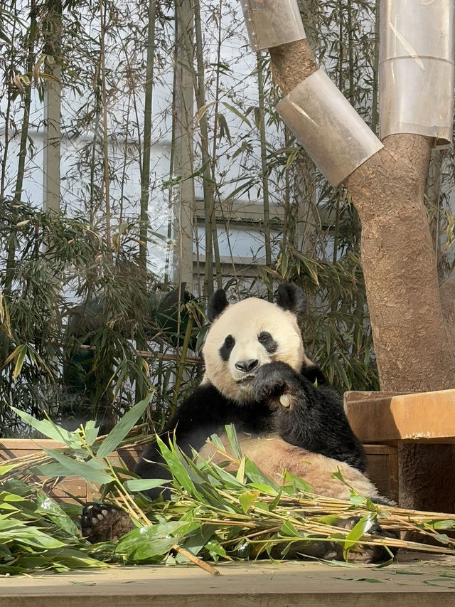 🎢🐼 A Magical Day at Everland: Pandas, Safaris, and More! 🌟