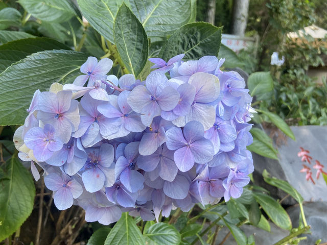 臺中｜黃綠交織的油菜花田