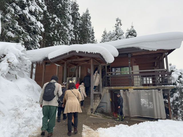 A Magical Encounter at Snow Monkey Park, Japan