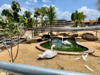 GET WILD AT TTI MINI ZOO | FEED, PLAY, AND EXPLORE IN TERENGGANU