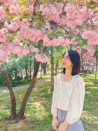 서울 벚꽃명소 🌸 보라매공원 겹벚꽃 보기