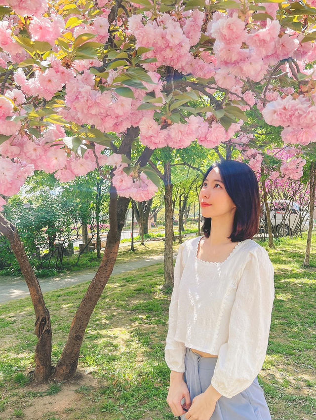 서울 벚꽃명소 🌸 보라매공원 겹벚꽃 보기