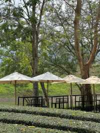 คาเฟ่เขาใหญ่ บรรยากาศดีสุดใจ 💚🍃