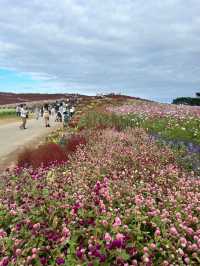 【国営ひたち海浜公園】コキアの真っ赤な絨毯に感動🍁