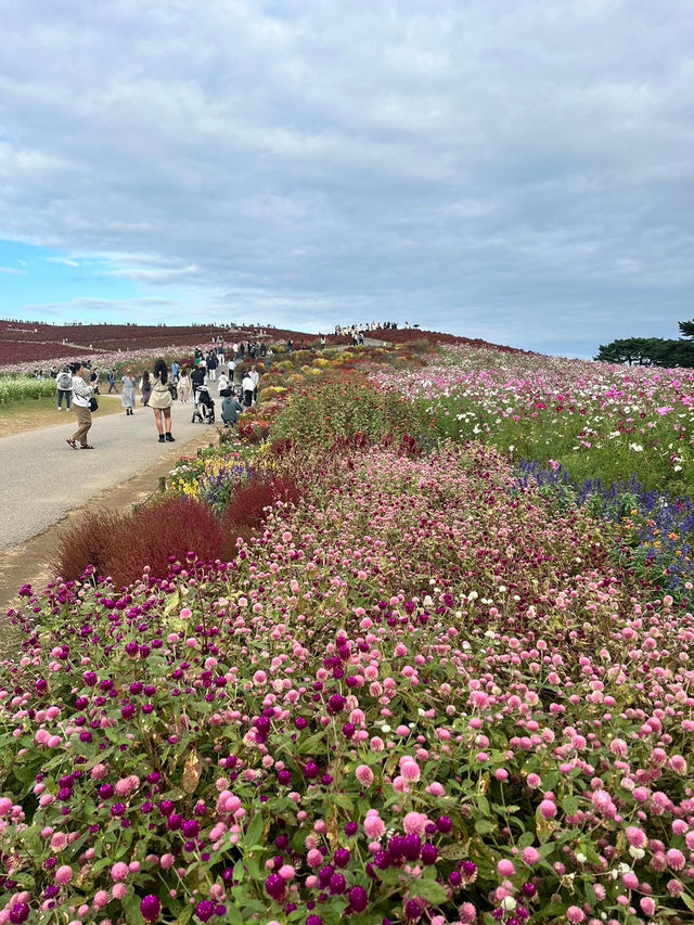 【国営ひたち海浜公園】コキアの真っ赤な絨毯に感動🍁
