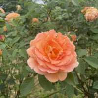 【広島県】世羅高原 花の森！イングリッシュローズ🌹