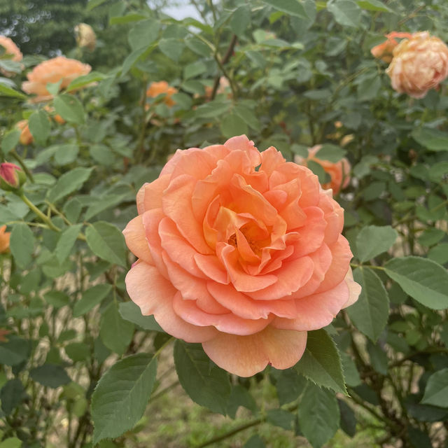 【広島県】世羅高原 花の森！イングリッシュローズ🌹