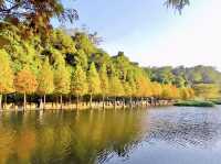 月眉濕地公園-沿岸的300棵落羽松，形成壯麗如畫的景色