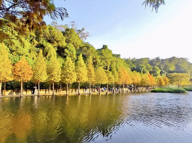 月眉濕地公園-沿岸的300棵落羽松，形成壯麗如畫的景色
