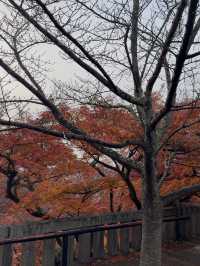 First Snowfall at Kiyomizudera: A Magical Winter Scene with Rainbow and Sunset