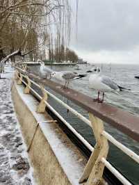 🥰☃️白雪浪漫～昆明滇池必去海埂公園🕊️🌊