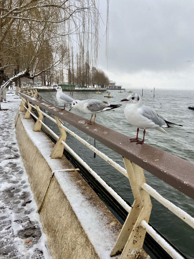 🥰☃️白雪浪漫～昆明滇池必去海埂公園🕊️🌊
