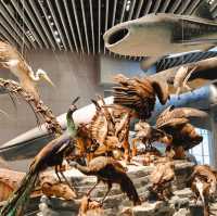 Natural History Museum - Shanghai