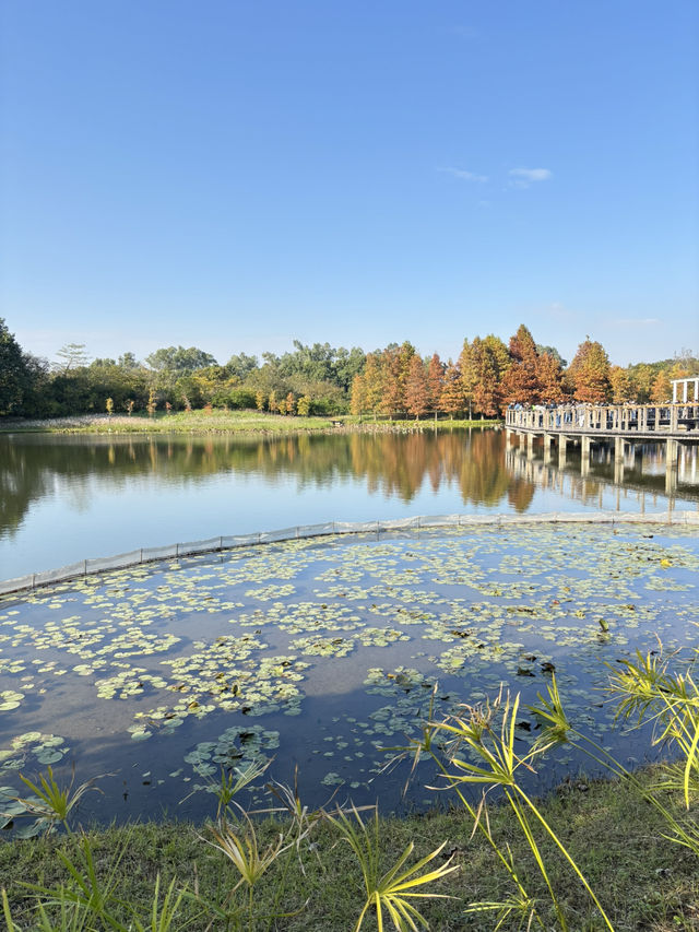 香港秋冬景點：本地人才會去小眾公園 
