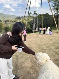 Alpaca Farm ม่อนแจ่ม 🦙✨ ฟาร์มอัลปาก้าสุดน่ารัก
