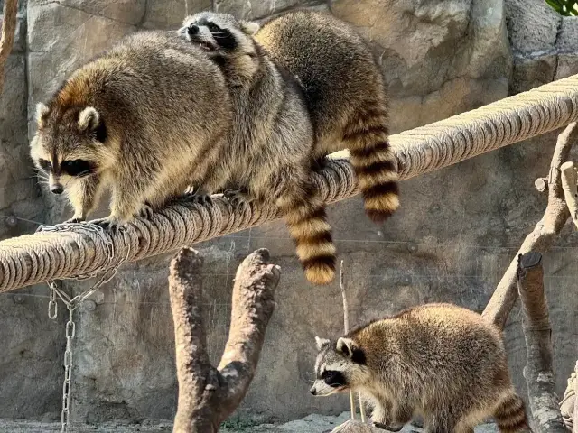 上海野生動物園