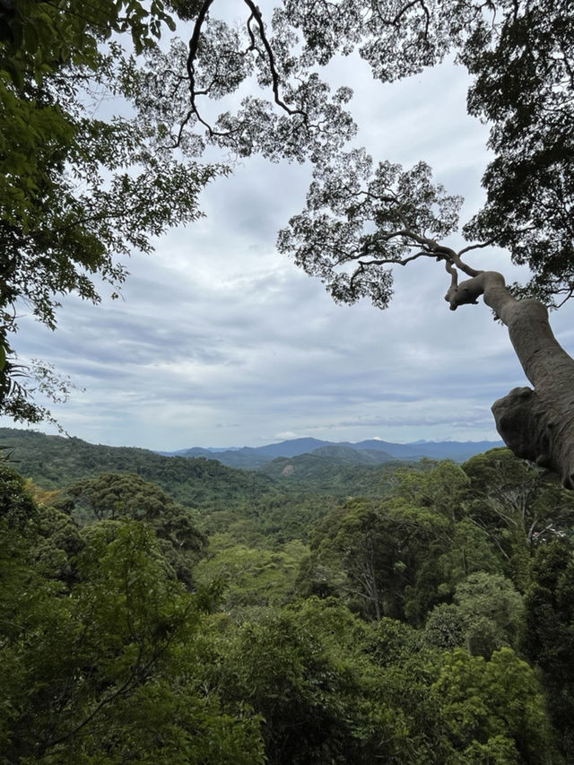 挑戰懼高症成功～神山樹頂吊橋