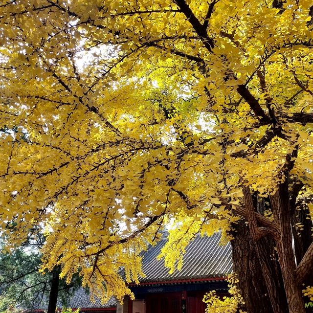 ขอพรความรัก @ Hongluo Temple (红螺寺)