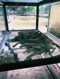 A Somber Reflection at Choeung Ek Genocidal Center