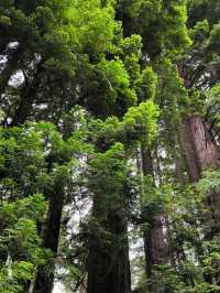 Hidden wonders beyond Apollo Bay