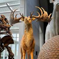 สุดยอดพิพิธภัณฑ์ Shanghai Natural History Museum
