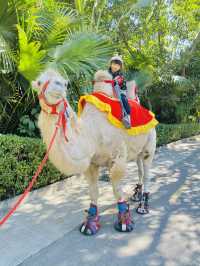 深圳野生動物園 深圳地鐵直達～零距離餵長頸鹿斑馬！ 