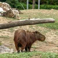 廣州動物園-市中心的動物世界